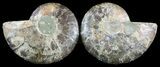 Cut & Polished Ammonite Fossil - Agatized #47719-1